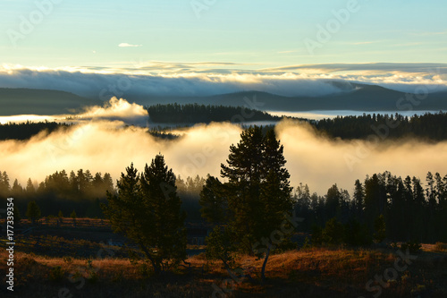 Misty Foggy Forest Morning  © Jed