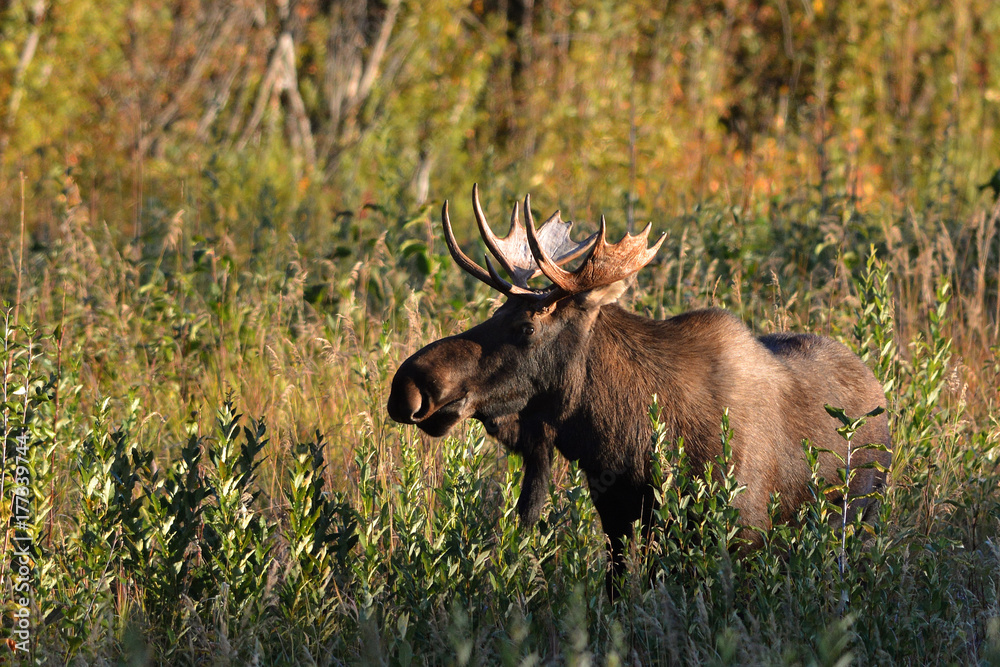 Bull Moose Bull Moose
