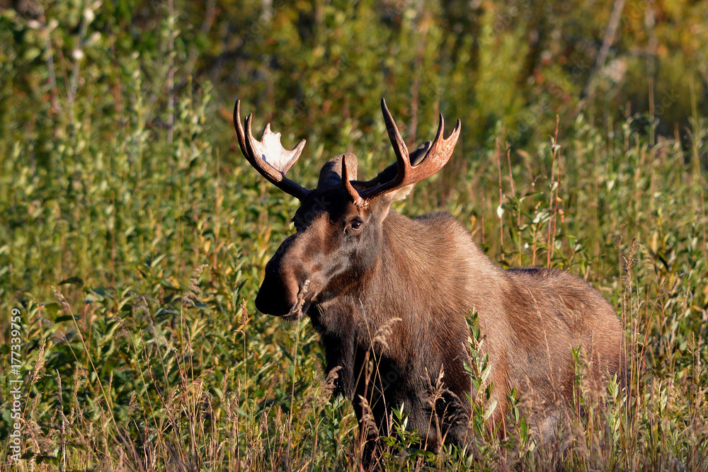 Fototapeta premium Bull Moose