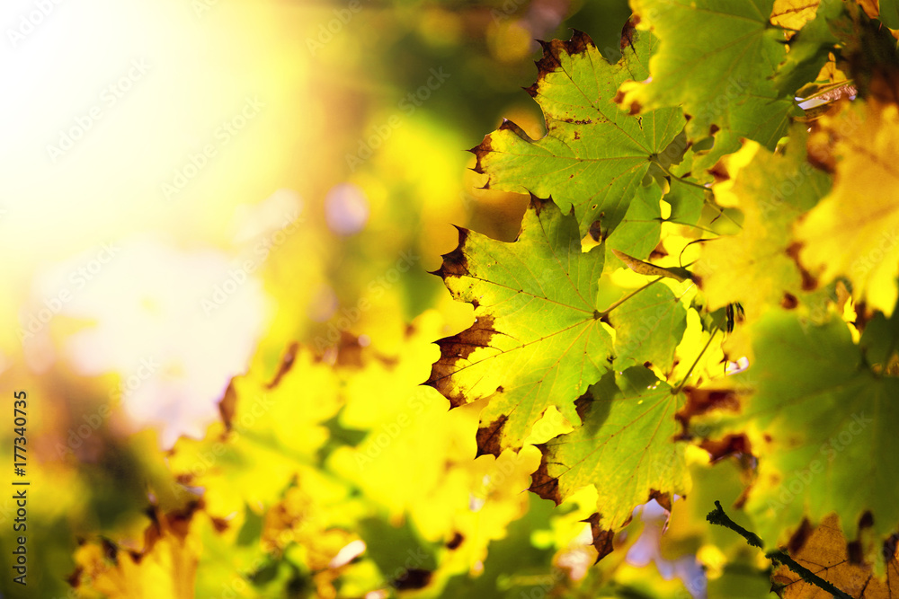 Goldener Herbst Goldener Herbst