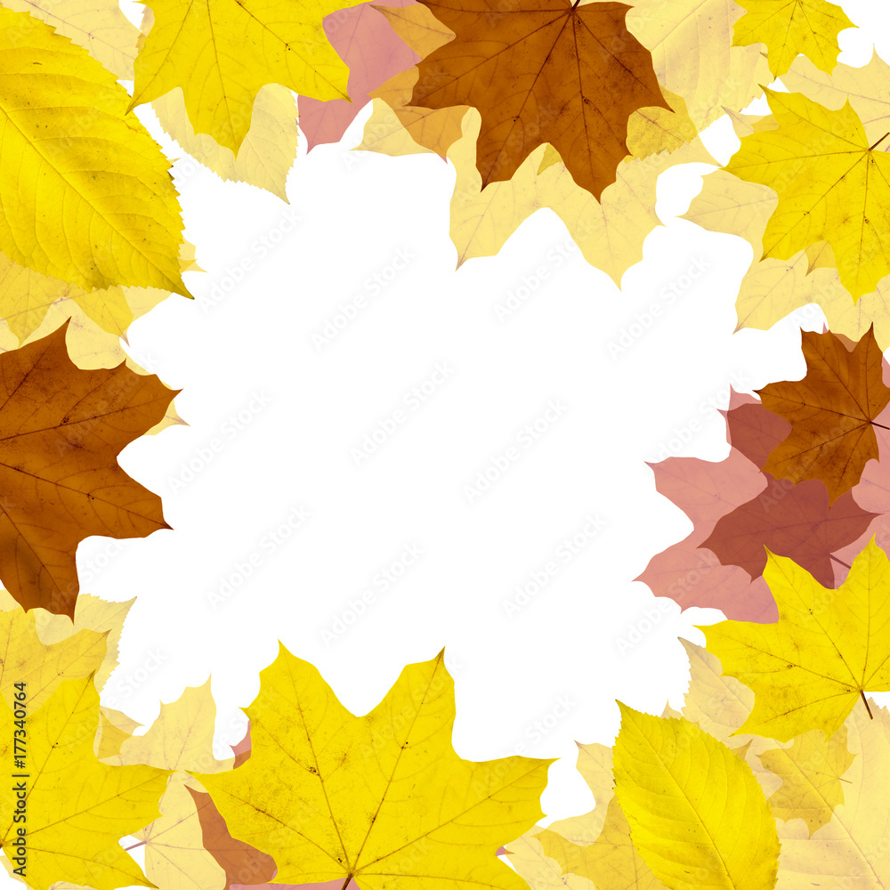 Goldener Herbst auf weissem Hintergrund Goldener Herbst auf weissem Hintergrund