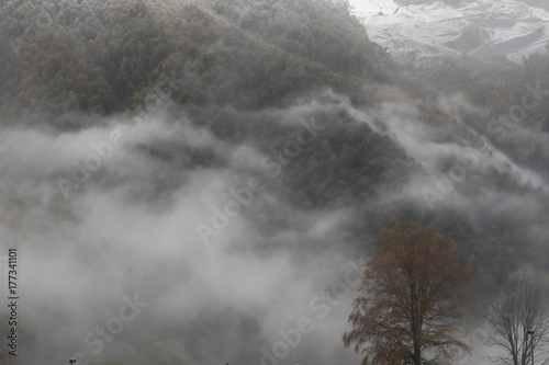Panorama of the foggy winter landscape © daniil