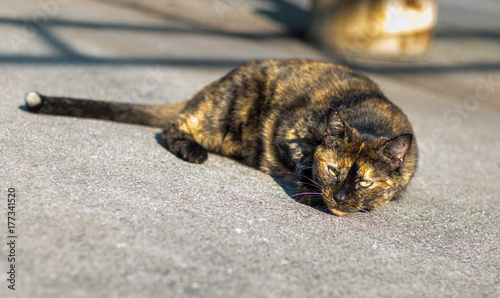 Foto Tortoiseshell Cat