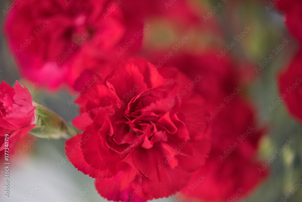 Fototapeta premium red carnation