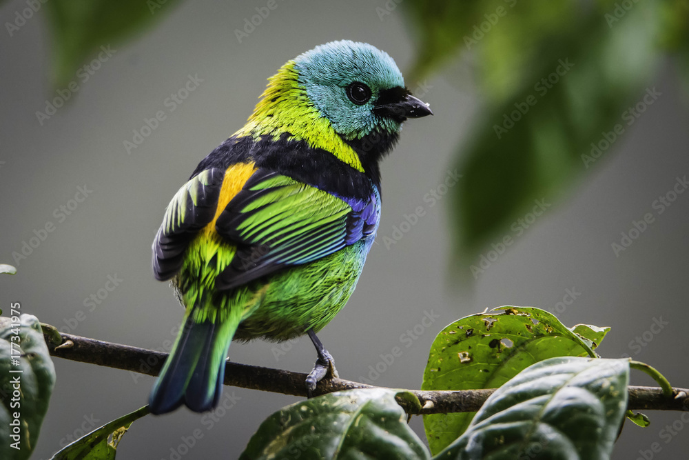 Fototapeta premium Tangara seledon