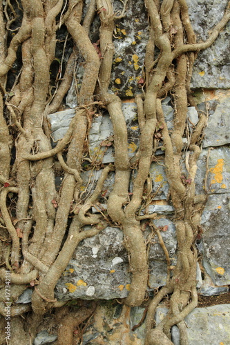 roots of ivy on stone wall