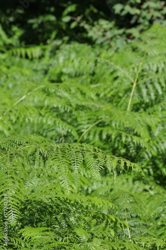 bracken or  brake or eagle fern leaves, Pteridium aquilinum