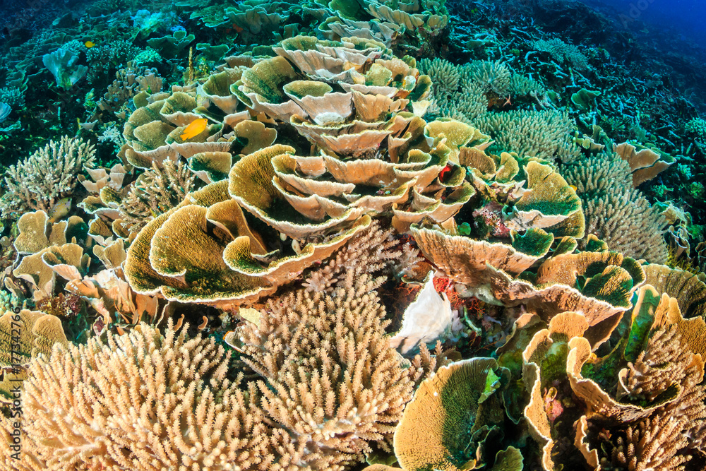 Fototapeta premium Beautiful hard corals on a healthy, tropical coral reef