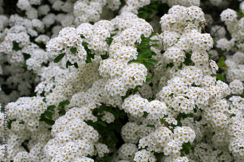 white flowering bush