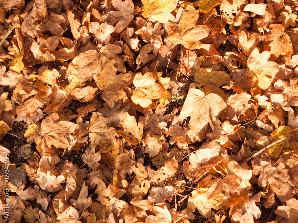 golden dead dry fallen autumn leaves background on floor golden dead dry fallen autumn leaves background on floor