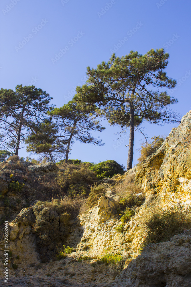 Typical exposed sedimentary sand stone cliff face on the Praia da Oura beach in Albuferia with Pine trees at the top