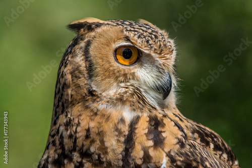 Raptor Profile