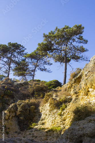 Typical exposed sedimentary sand stone cliff face on the Praia da Oura beach in Albuferia with Pine trees at the top