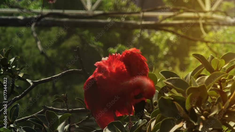 Scarlet Ibis Standing on Tree Branch