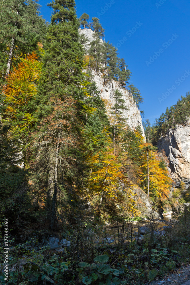Yellow trees and Autumn view of Buynovsko gorge, Rhodope Mountains, Bulgaria Yellow trees and Autumn view of Buynovsko gorge, Rhodope Mountains, Bulgaria