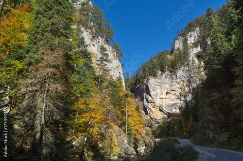 Yellow trees and Autumn view of Buynovsko gorge, Rhodope Mountains, Bulgaria © Stoyan Haytov