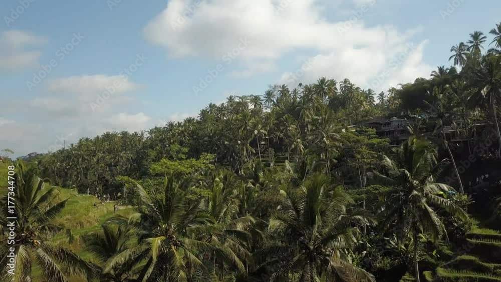 green rice terrace in bali indonesia green rice terrace in bali indonesia