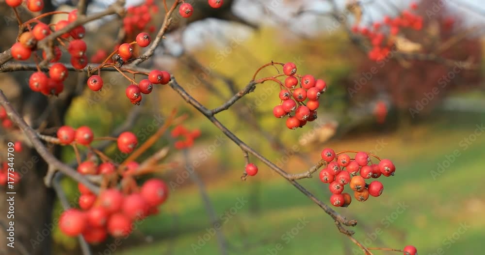 Season of beautiful autumn leaves and red small fruits. Nature background.4k video Season of beautiful autumn leaves and red small fruits. Nature background.4k video