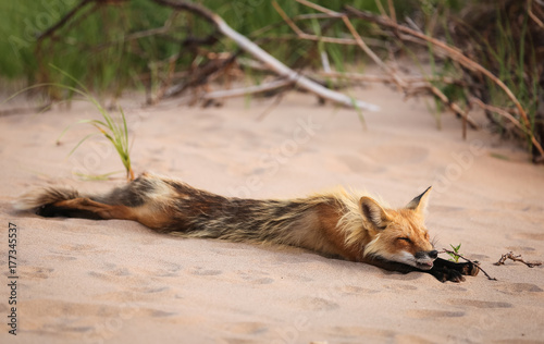 Wild fox stretching and sleeping in natural animal environment outdoors photo