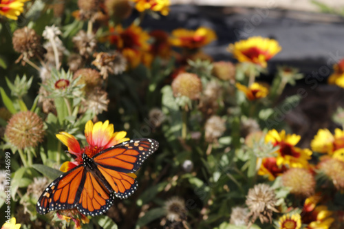 Monarch on Arizona Sun Blanket Flower