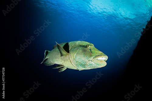 Quadro su tela Humphead Wrasse