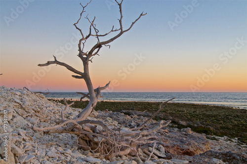 Dead Tree On Coral Island
