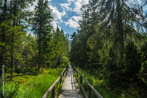 Sommer im Schwarzwald