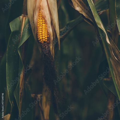 corn ready to be harvested
