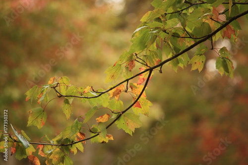 fall leaves tree branch 