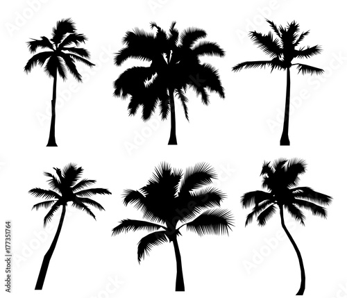 Set tropical palm trees  black silhouettes isolated on white background. Flat design  Illustration