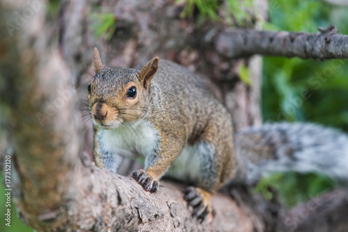 Squirrel Scratching Belly on Tree Branch © Oleg