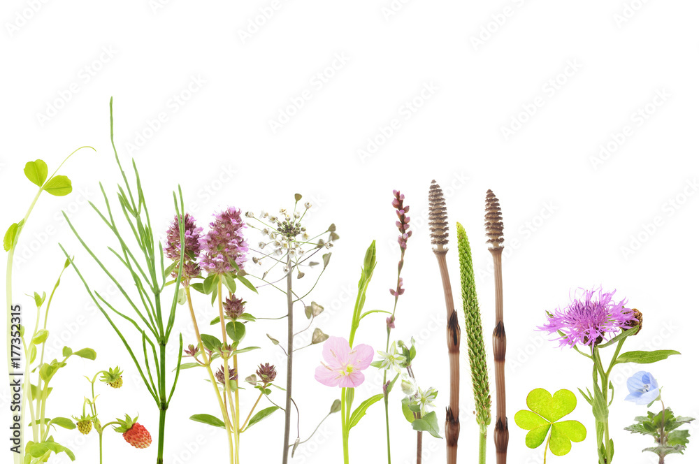 botanical background of field flowers and plants