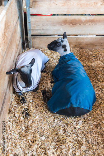 Sheep in Blankets