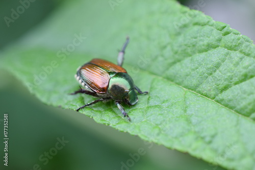 Japanese Beetle © Javyn