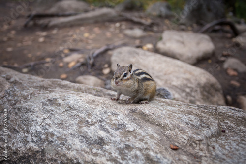 a Chipmunk eats a nut in a forest in the taiga.