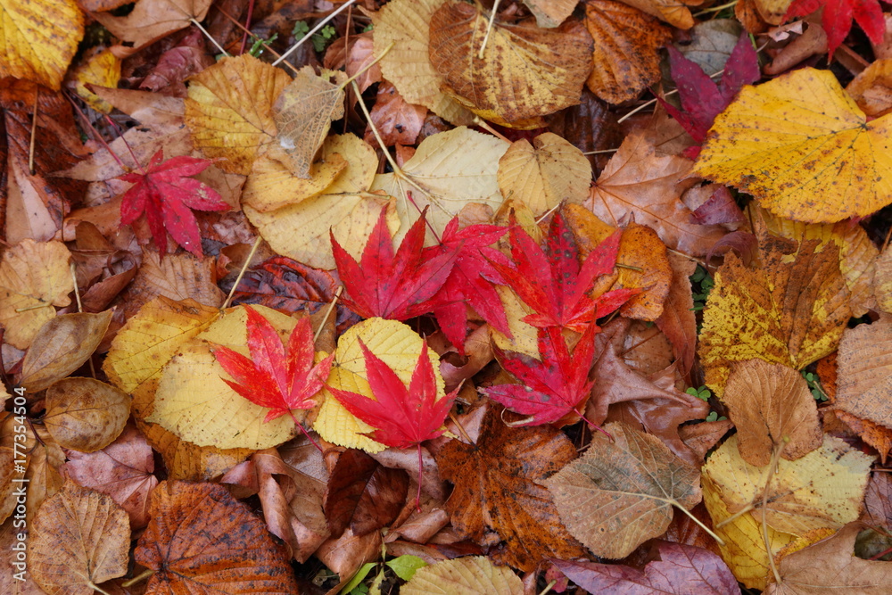 Obraz premium 落葉し雨に濡れた紅葉 Sakata, Yamagata, Japan