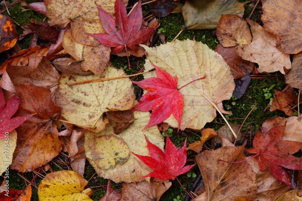 Obraz premium 落葉し雨に濡れた紅葉 Sakata, Yamagata, Japan