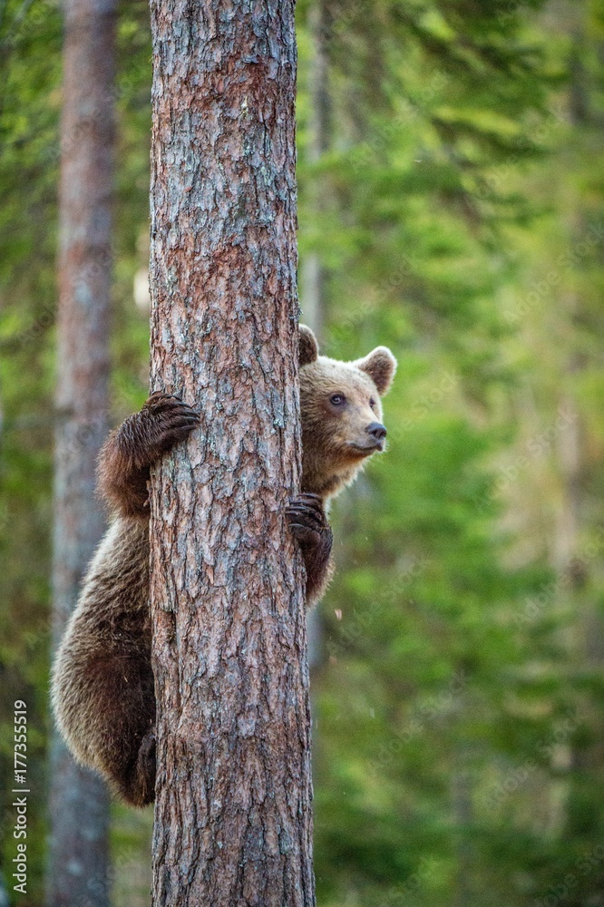 Naklejka premium Cub of Brown bear climb on the tree.The bear cub climbing on the tree. Brown Bear.