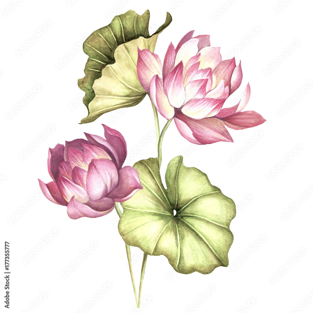 Composition with lotus. Hand draw watercolor illustration Composition with lotus. Hand draw watercolor illustration