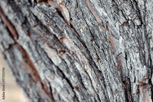 tree bark with natural color and pattern