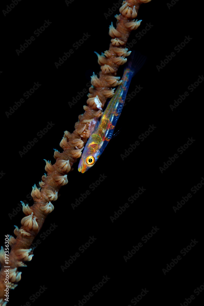 A tiny goby fish on wire coral A tiny goby fish on wire coral