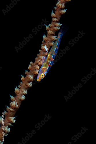 A tiny goby fish on wire coral