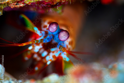 A peacock mantis shrimp peaks out of it's den