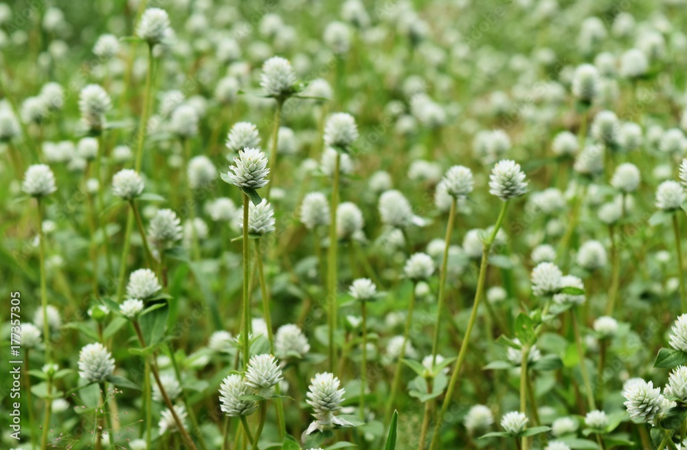 white flower of green grass in garden for background in selective focus white flower of green grass in garden for background in selective focus