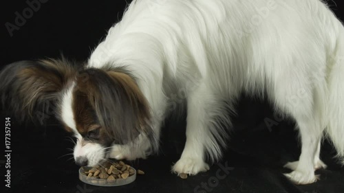 Beautiful young male dog Continental Toy Spaniel Papillon eats dry food on black background slow motion stock footage video photo