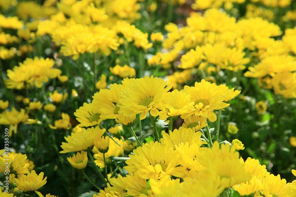 Yellow flowers / Yellow garden flowers Yellow flowers / Yellow garden flowers