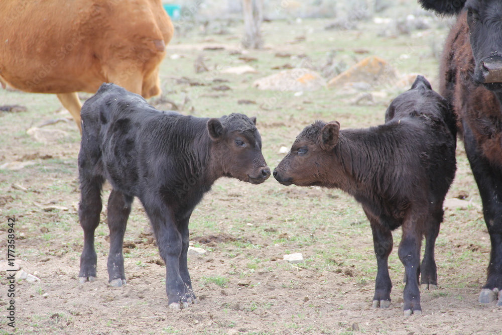 Fototapeta premium Nose to Nose