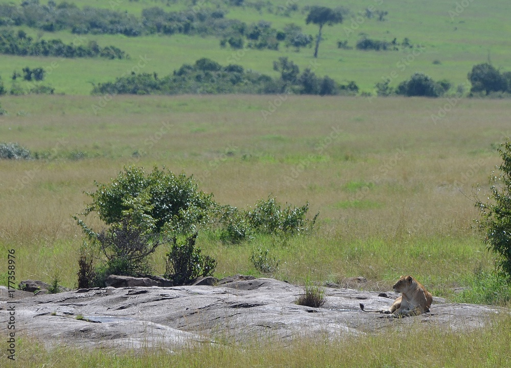 Lionne à la saison des pluies, avec l'immensité de la savane verte du Parc Masaï Mara, au Kenya Lionne à la saison des pluies, avec l'immensité de la savane verte du Parc Masaï Mara, au Kenya