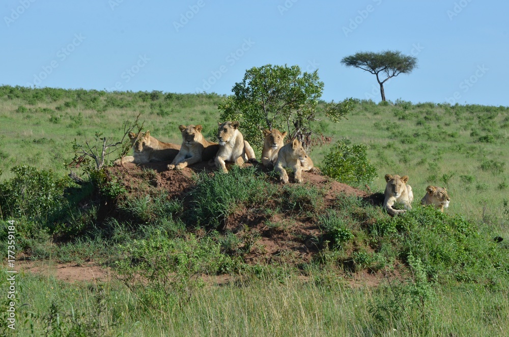Naklejka premium Kenya : Lionnes sur un rocher, vaste savane verte du Parc Masaï Mara