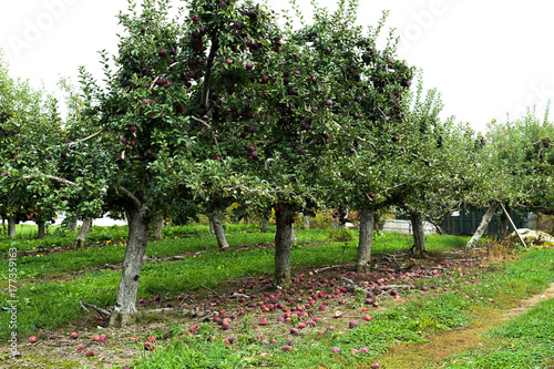 Mccintosh Apple trees at the farm upstate NY photo